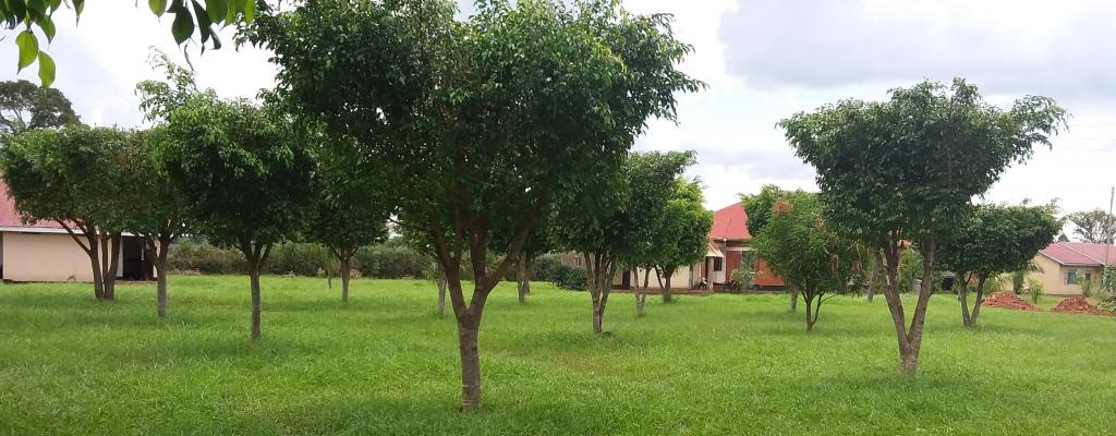 THE ALOKA GARDENS